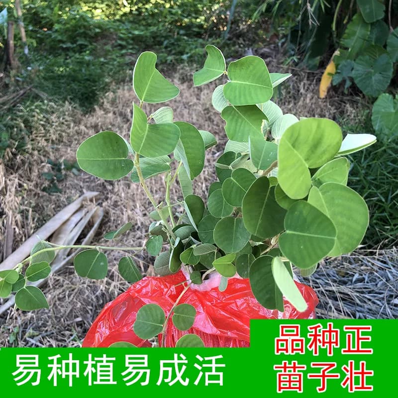 广西农村正宗金钱草药用金钱草苗绿植 药材苗盆栽菜苗 带土发货 - 缩略图2