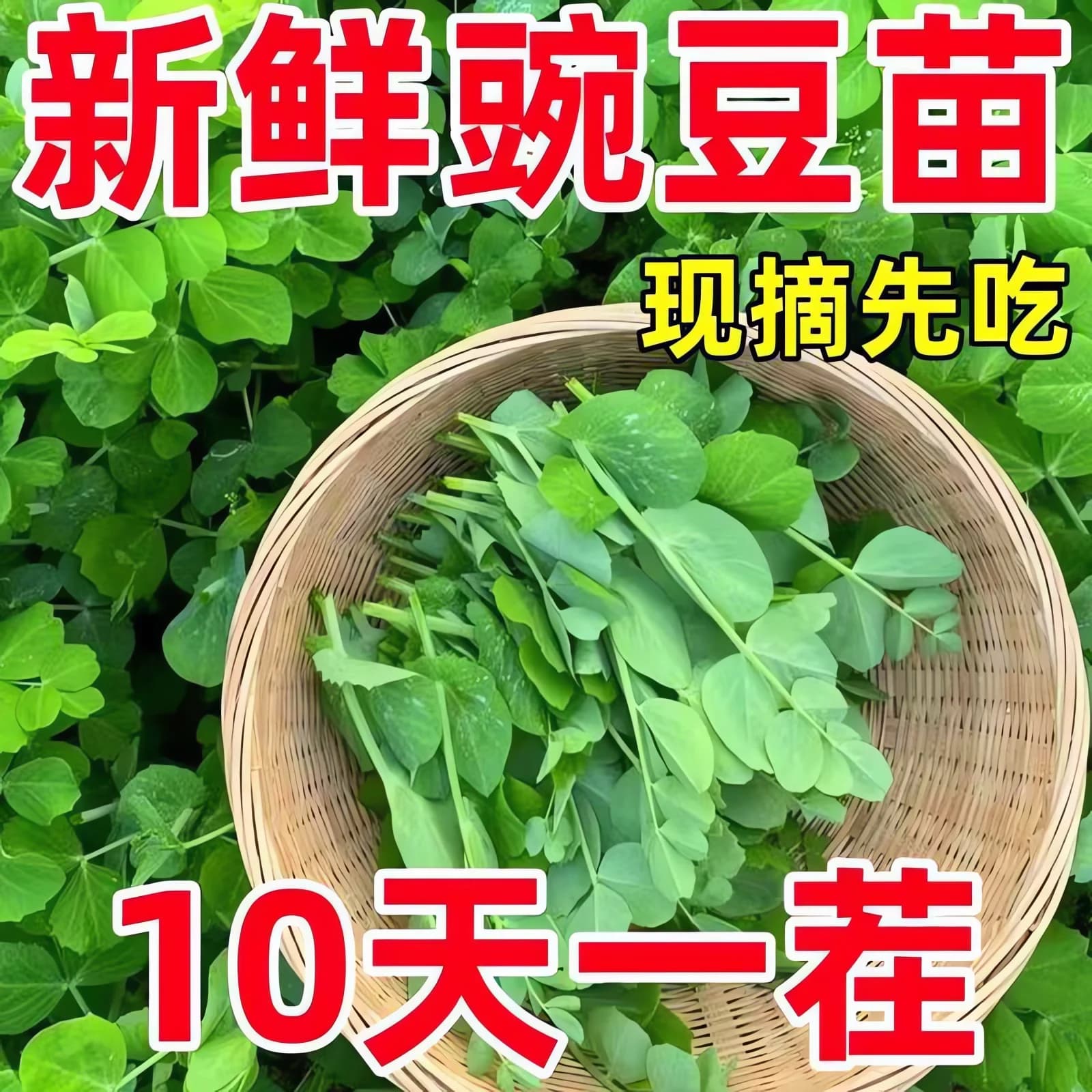 大叶无须豌豆苗种子豌豆尖吃苗四季阳台盆栽芽苗菜秋冬季蔬菜种子 - 缩略图4