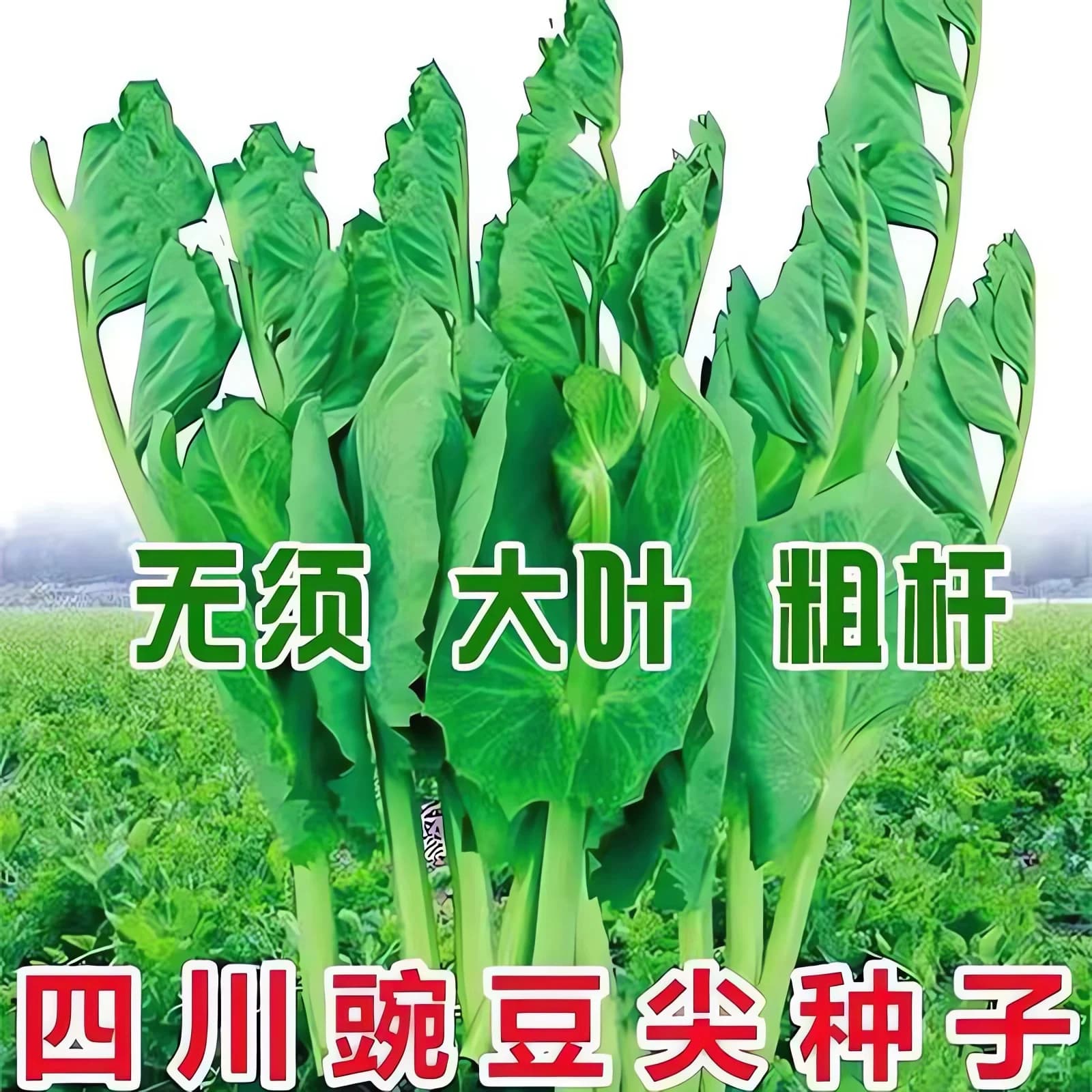 大叶无须豌豆苗种子豌豆尖吃苗四季阳台盆栽芽苗菜秋冬季蔬菜种子 - 缩略图5