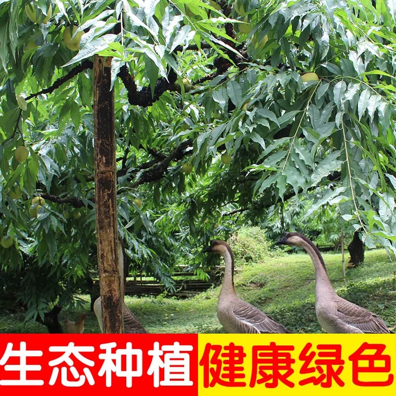【顺丰快递包邮】正宗广东河源上坪中村鹰嘴蜜桃应季鲜果现摘脆桃 - 缩略图3