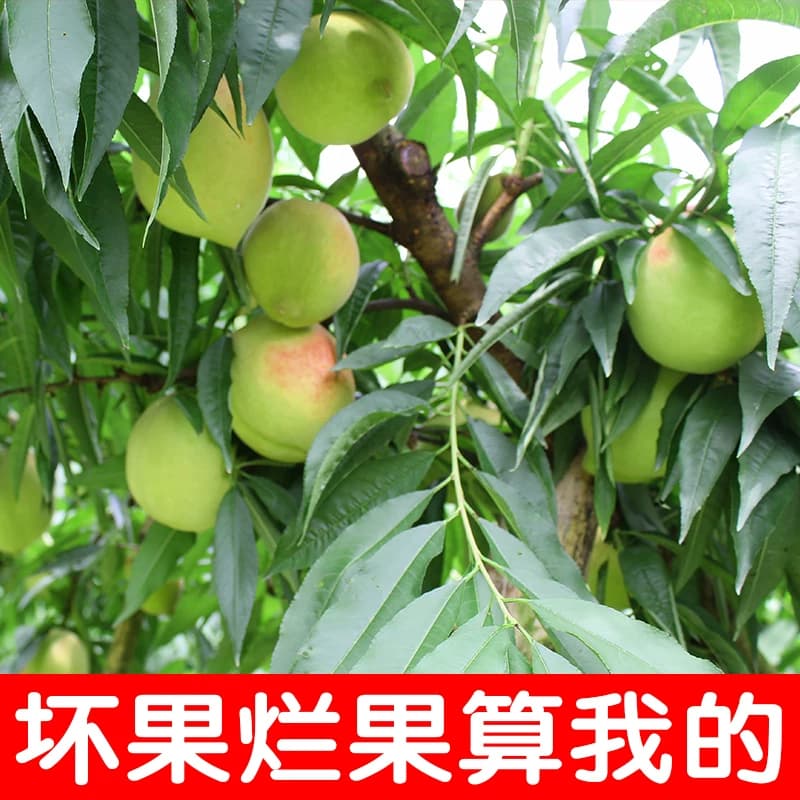 【顺丰快递包邮】正宗广东河源上坪中村鹰嘴蜜桃应季鲜果现摘脆桃 - 缩略图2