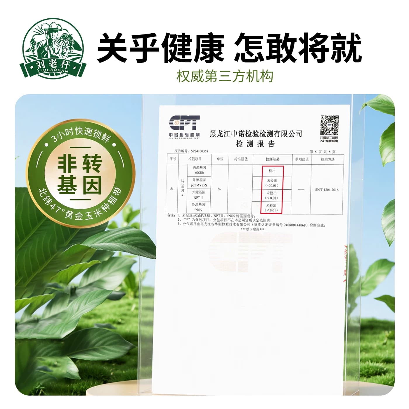 刘老杆东北黑龙江黄糯玉米新鲜软糯粘黏新鲜真空装代餐玉米棒礼盒 - 缩略图5