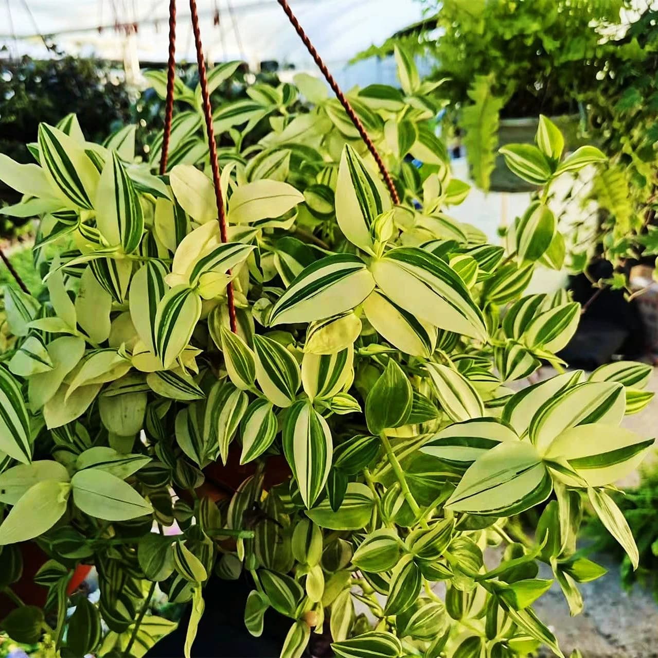 青白玉吊兰花叶吊竹梅阳台庭院盆栽观叶垂吊植物耐旱小绿植 - 缩略图5