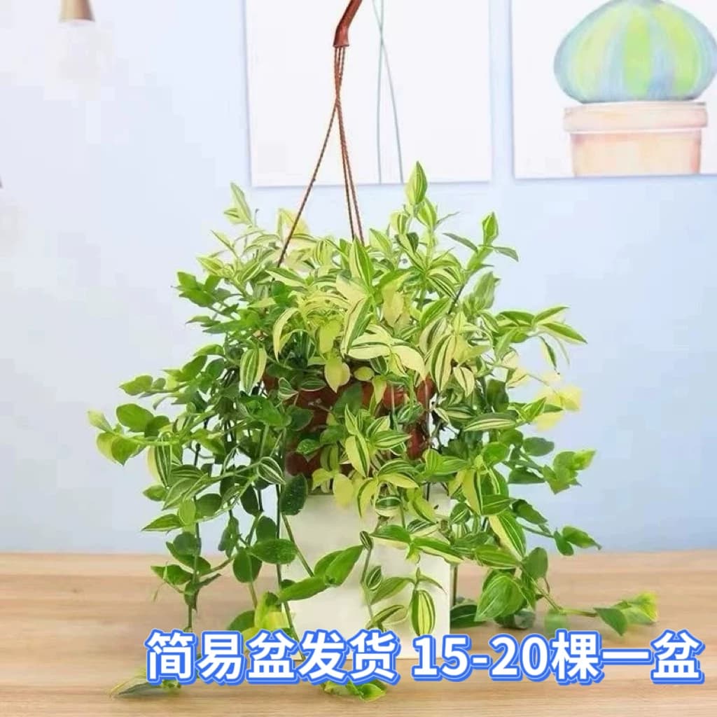 青白玉吊兰花叶吊竹梅阳台庭院盆栽观叶垂吊植物耐旱小绿植 - 缩略图2