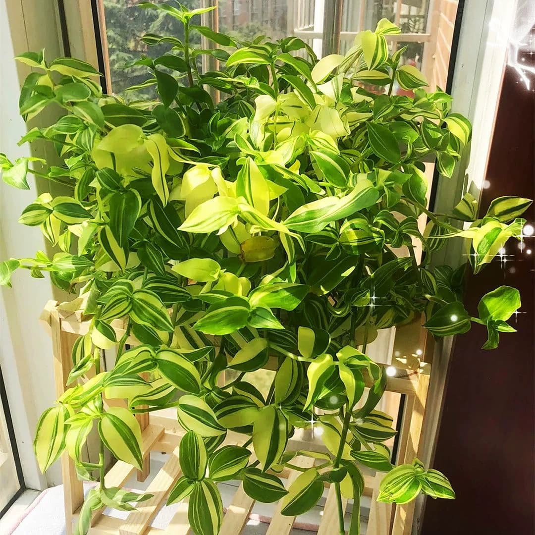 青白玉吊兰花叶吊竹梅阳台庭院盆栽观叶垂吊植物耐旱小绿植 - 缩略图3