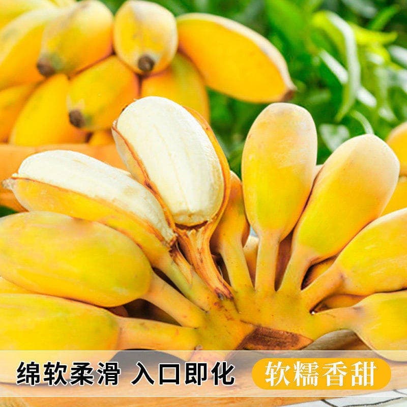 广西小米蕉当季新鲜水果自然熟小香蕉软糯香甜非芭蕉皇帝蕉整箱 - 缩略图2