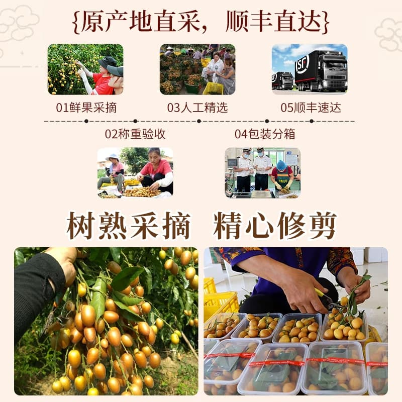 树上熟 顺丰广东正宗鸡心黄皮果5斤大果新鲜当季现摘冰糖黄弹子 - 缩略图4