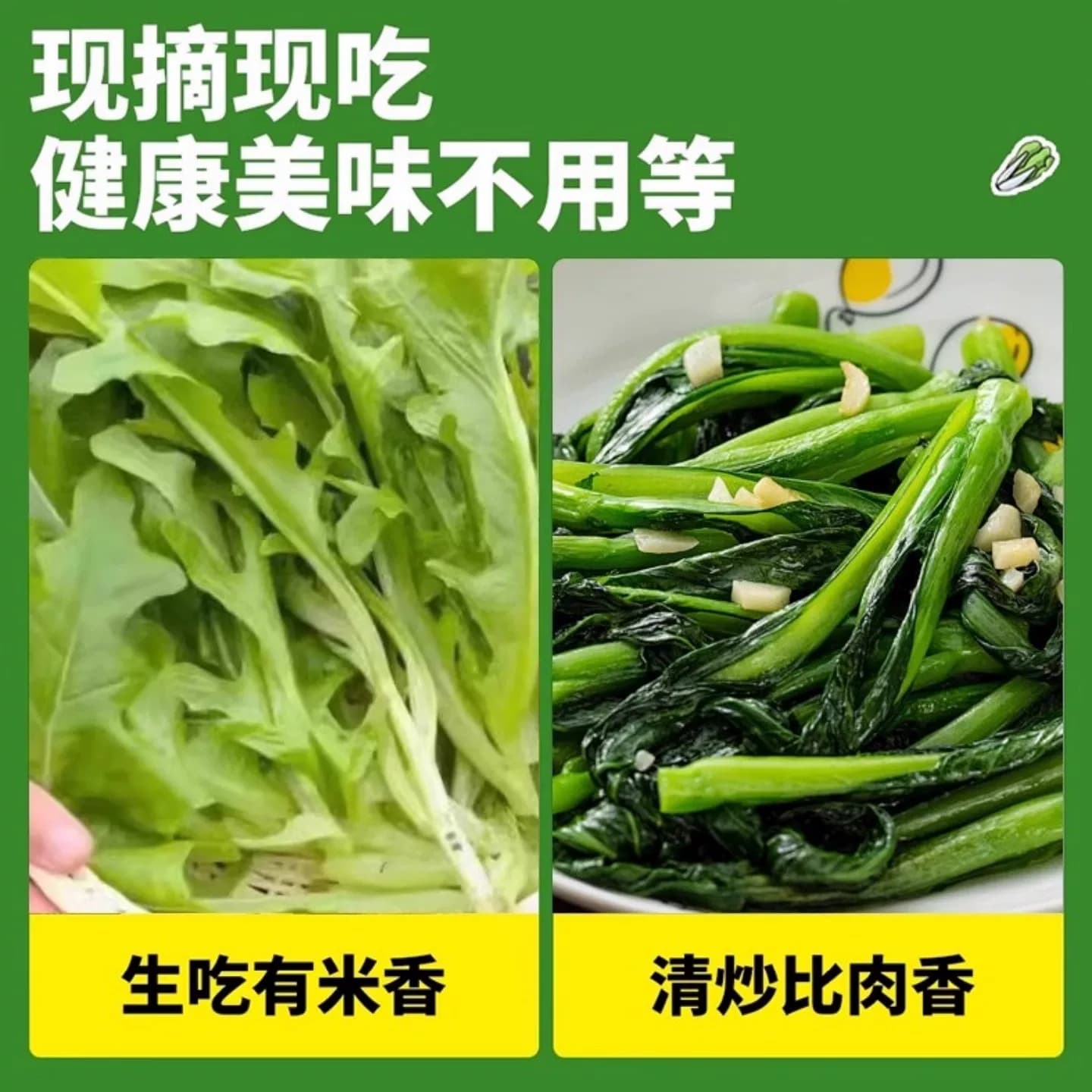 四季花芽甜麦菜种子广东甜麦菜苦麻菜籽青菜春秋季阳台蔬菜种孑籽 - 缩略图5