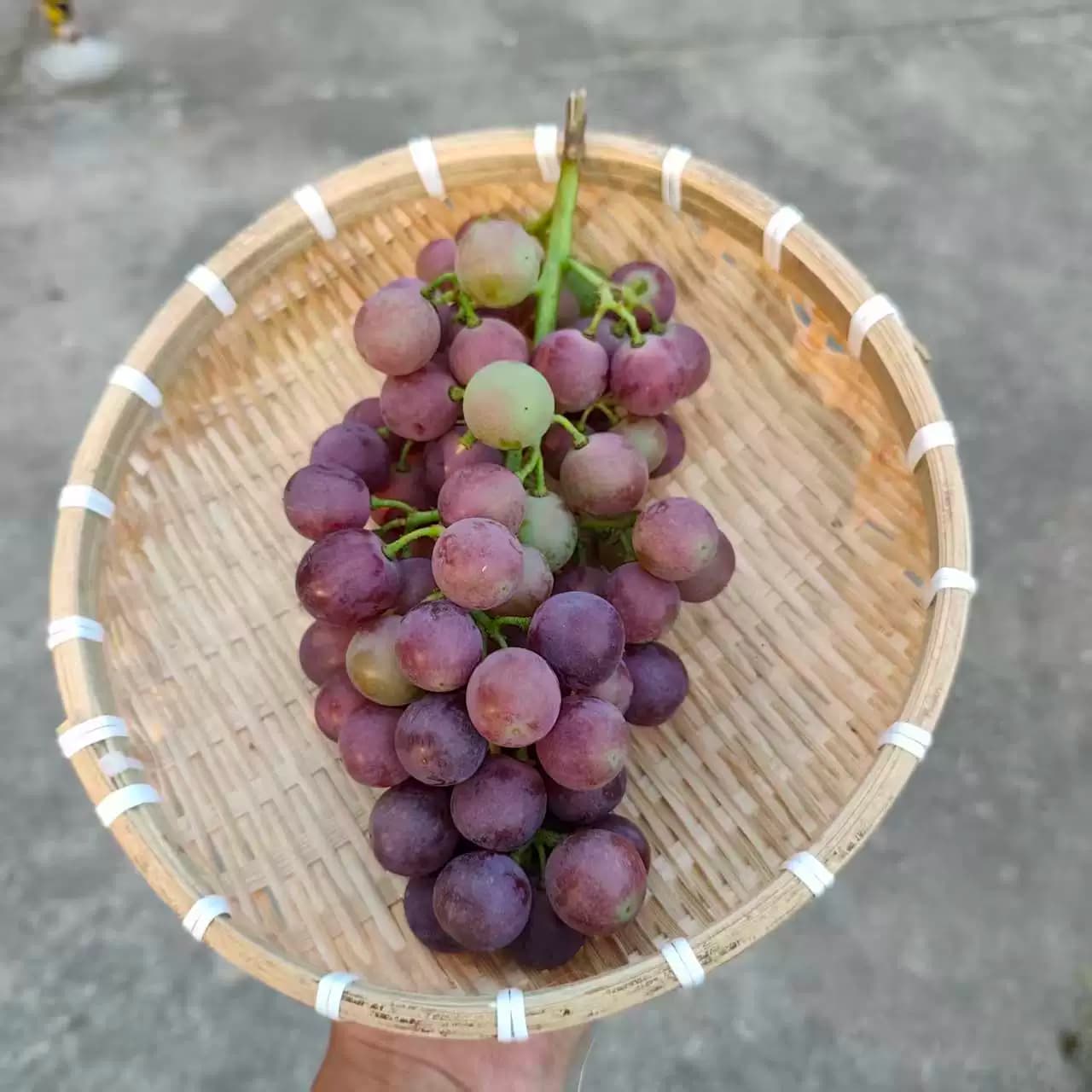 老式农家土葡萄夏黑小葡萄酸甜可口传统种植无狠活孕妇水果新鲜 - 缩略图3