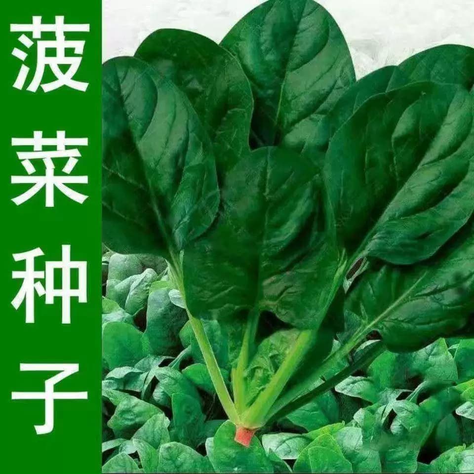 传统老菠种子红根大叶菠菜菜耐寒耐热可越冬田园易种植易管理蔬菜 - 缩略图5
