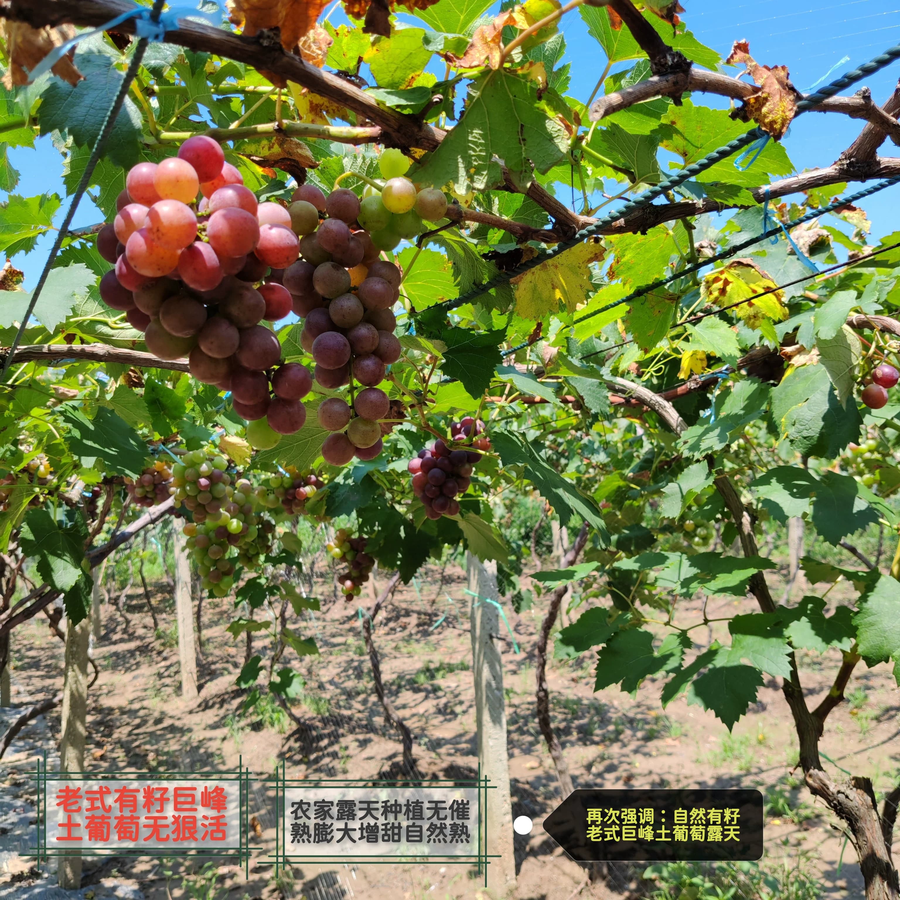 【露天有籽老品种】巨峰青红土葡萄无催熟膨大增甜小颗粒小串酸甜 - 缩略图3