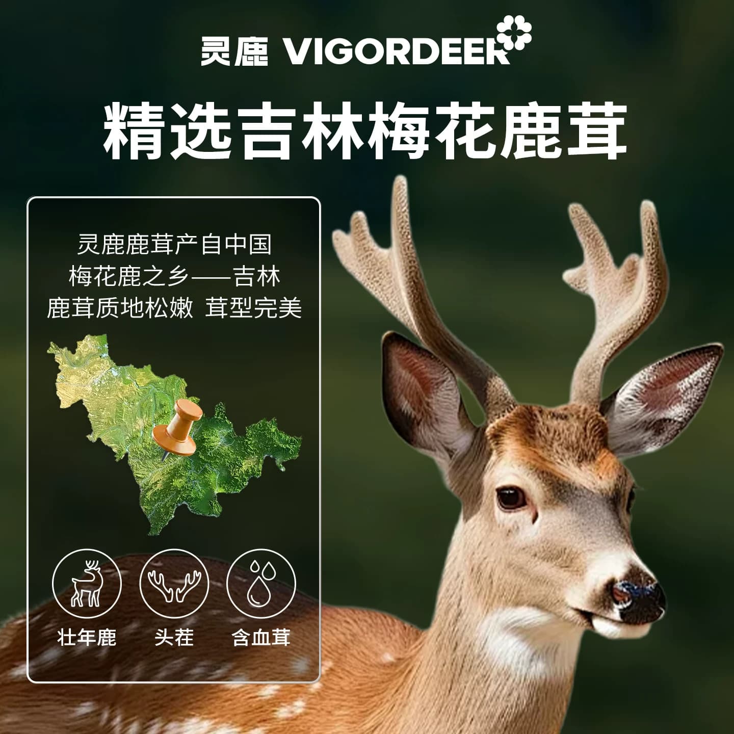 Vigordeer灵鹿梅花鹿鹿茸粉中老年成人免疫力气血带血茸吉林正品 - 缩略图5