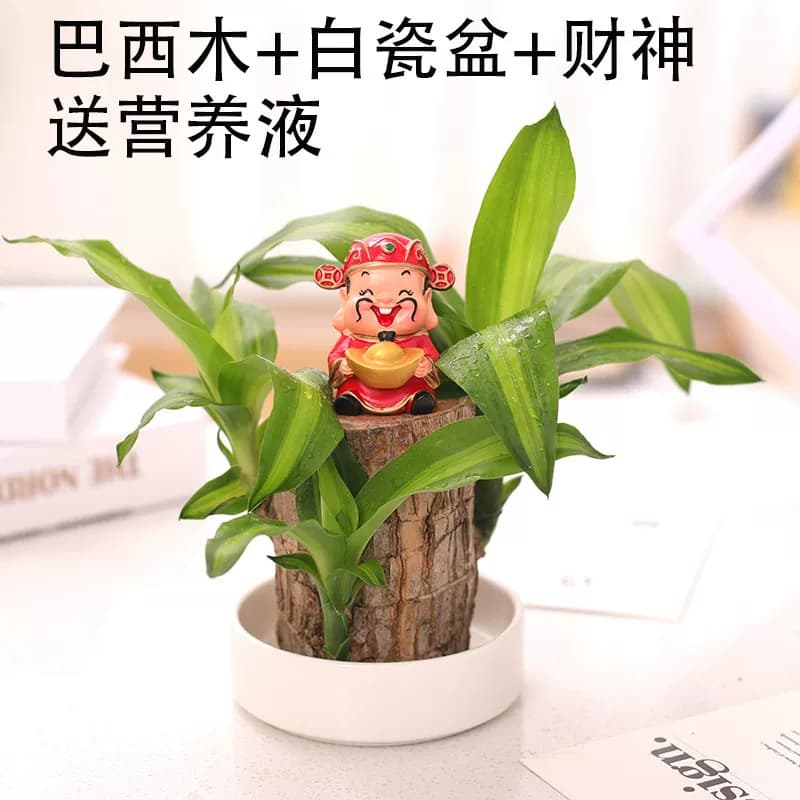 巴西木格鲁特树人水养幸运木开花绿植室内盆栽水培植物四季带芽孢 - 缩略图5