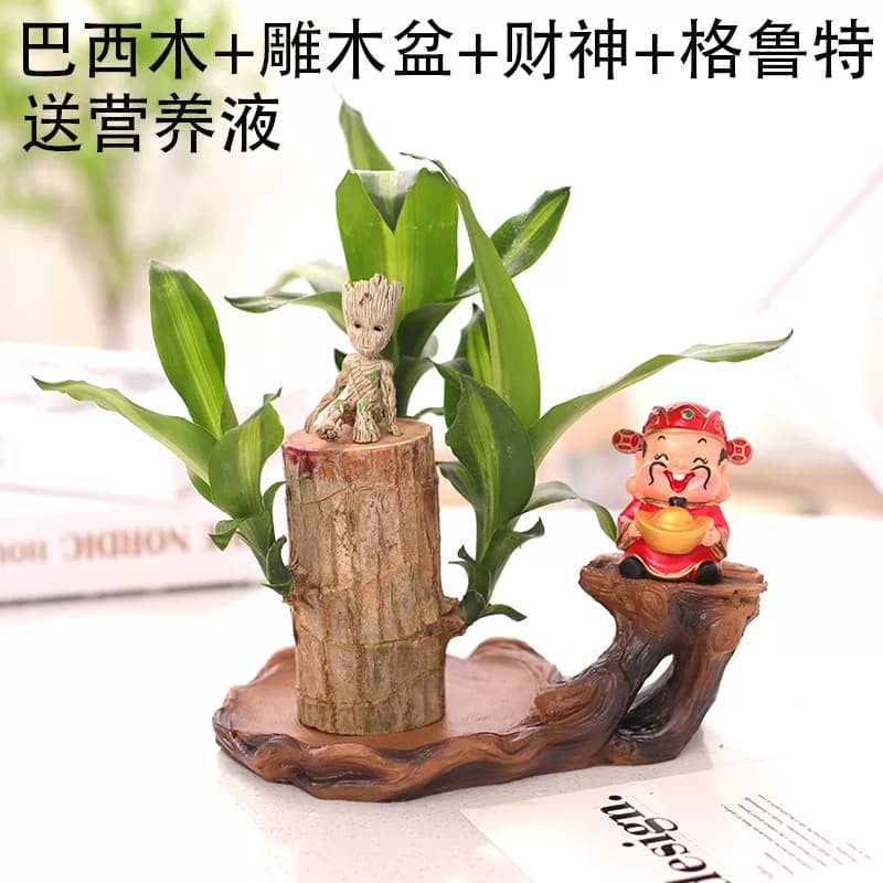 巴西木格鲁特树人水养幸运木开花绿植室内盆栽水培植物四季带芽孢 - 缩略图4