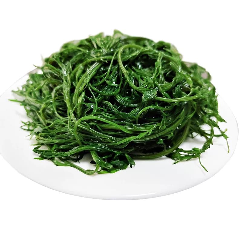 新鲜马尾藻鞭炮450g长寿菜盐渍火锅食材海藻马尾藻新鲜盐渍涮菜 - 缩略图4