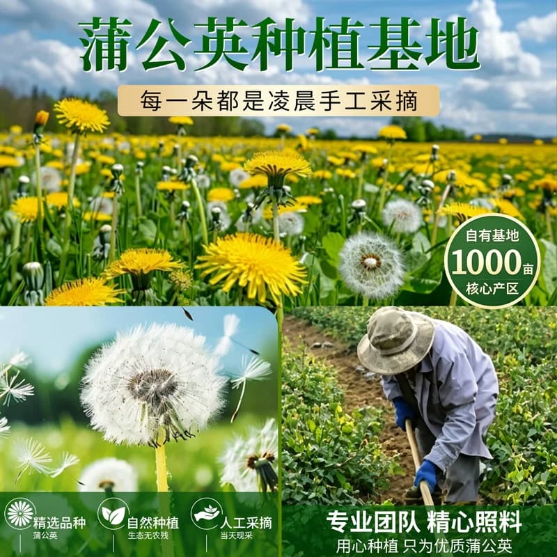 百年再春堂细碎干叶蒲公英中药材正品干净挑选茶香清爽叶片完整 - 缩略图5