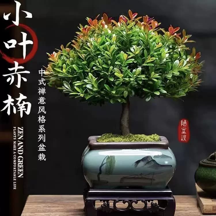小叶赤楠老桩盆景苗植物花卉微景观水培办公室内好养四季常青盆栽 - 缩略图3