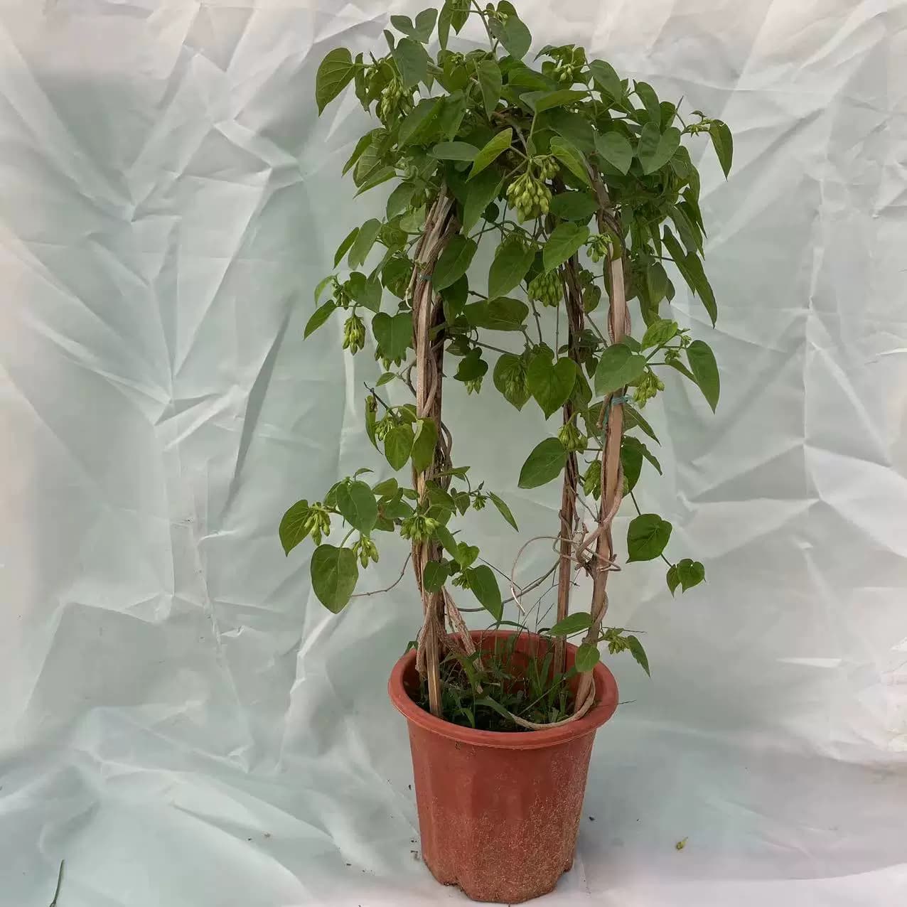 食用夜香花千里香夜兰花阳台楼顶爬藤植物   广西南宁基地直发 - 缩略图5