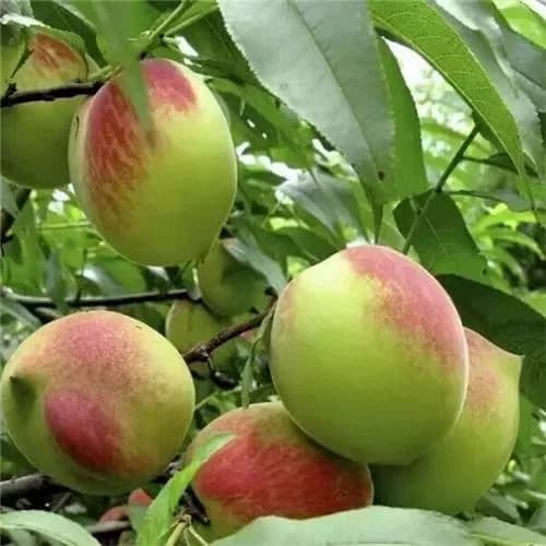 《顺丰》资兴东江湖脱骨鹰嘴桃热卖农村自然成熟当季脆甜孕妇鲜果 - 缩略图2