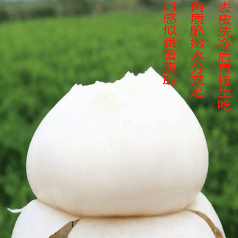 正宗湖南麻阳地萝卜，地瓜，凉薯脆甜可口皮薄多汁现挖直发 - 缩略图2