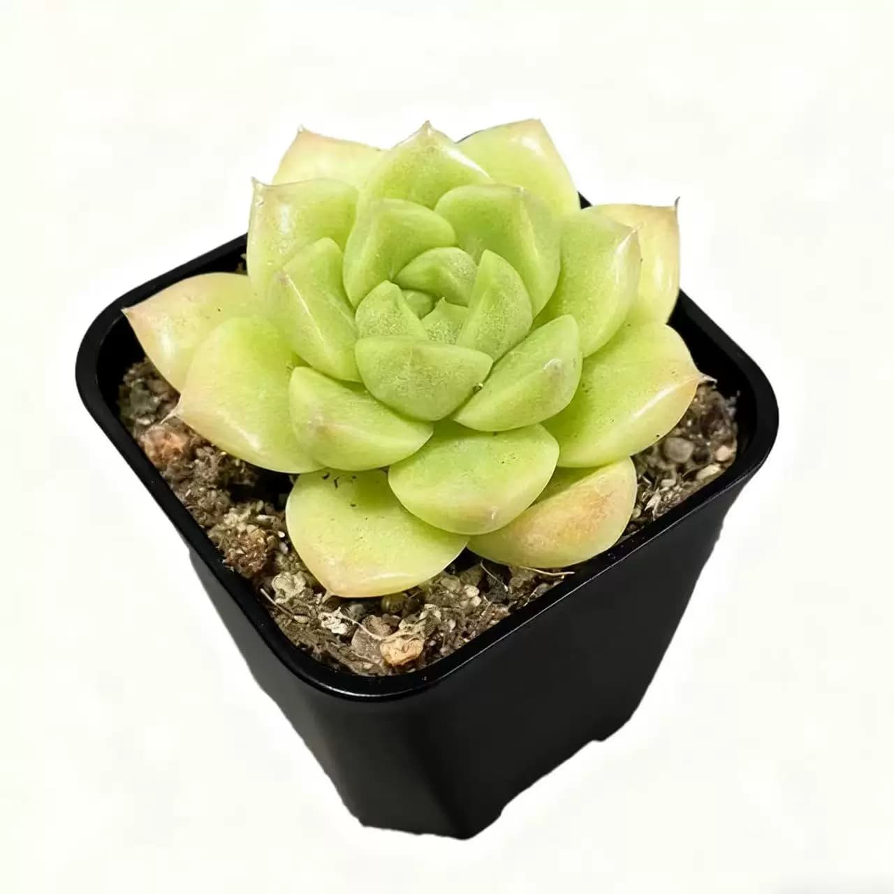 多肉植物室内小盆栽大颗好养绿植物花卉室内外易存活 - 缩略图5