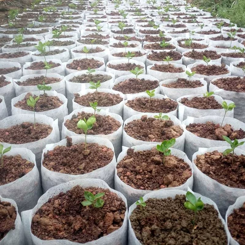无纺布植树袋美植袋批发营养钵白色花盆苗圃种植袋可降解厚育苗袋 - 缩略图2