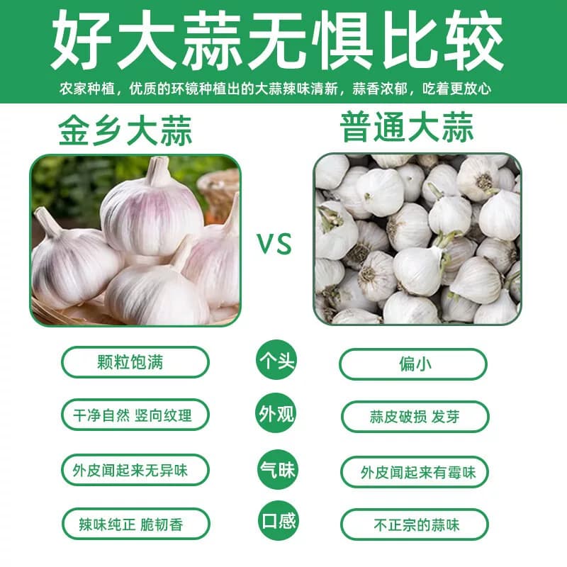 同款山东金乡大蒜头紫皮蒜新鲜颗粒生鲜蔬菜产地直发发芽种植挑选 - 缩略图3