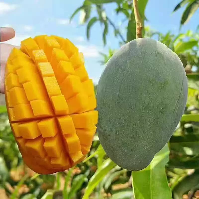 攀枝花凯特芒果9斤新鲜甜心芒当季水果现摘青皮芒特大果整箱包邮 - 缩略图5