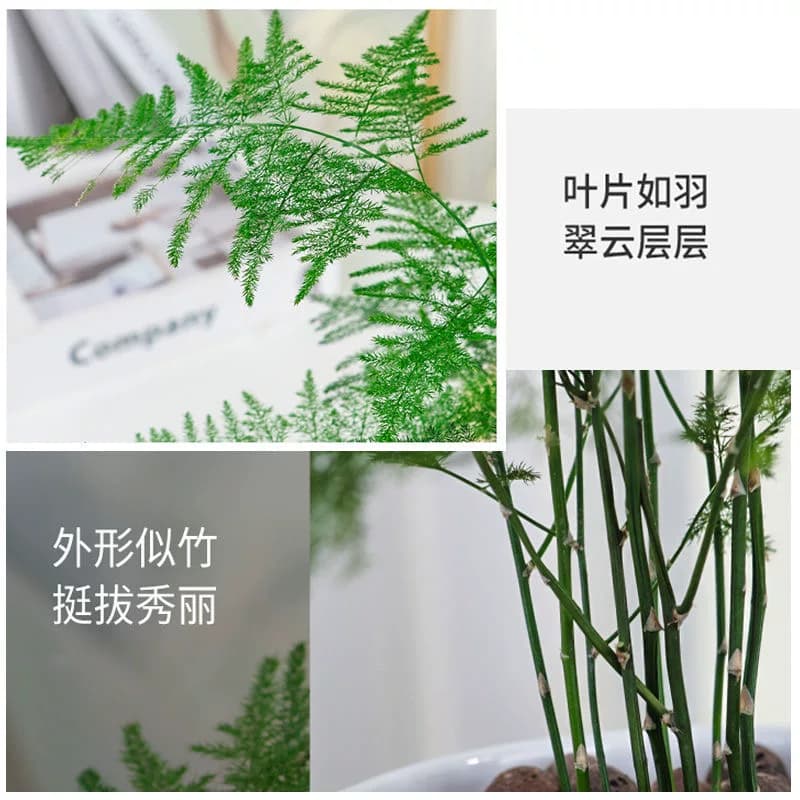 文竹盆栽室内绿植植物大型盆景净化空气四季常青花卉苗好养客厅 - 缩略图2