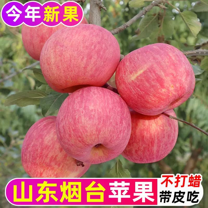 烟台红富士苹果9斤应当季新鲜水果整箱山东栖霞脆甜冰糖心丑苹果 - 缩略图2