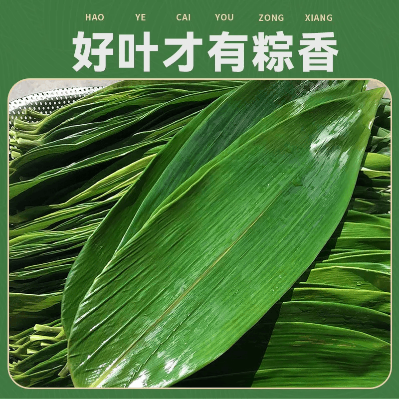 端午节包粽子专用粽叶粽子叶新鲜特大号鲜棕叶粽叶官方旗舰店批发 - 缩略图3