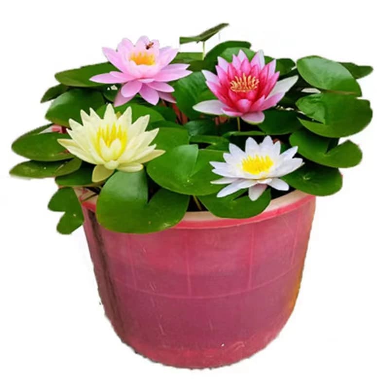 大睡莲根块睡莲花水培植物四季莲花盆栽水养荷花睡莲根茎耐寒鱼缸 - 缩略图5