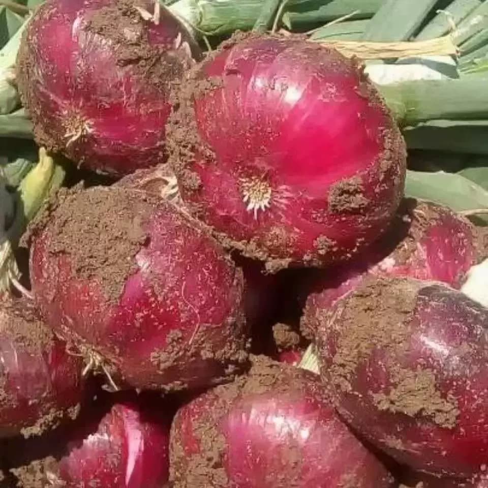 【芭芭农场兑换专享】紫皮洋葱5斤装 单果150g+ - 缩略图4