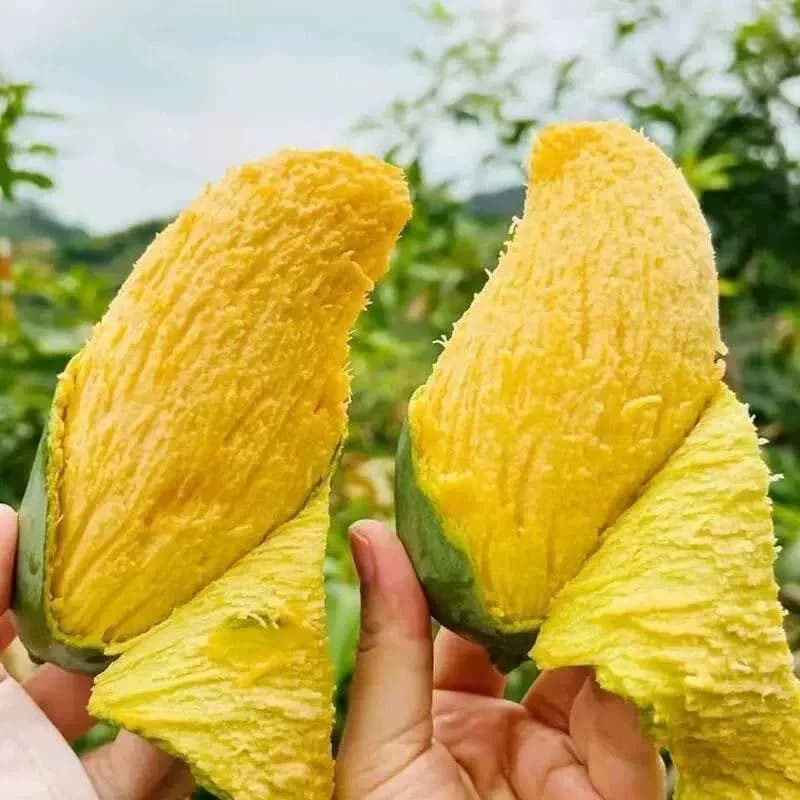 当季新鲜青皮金煌芒果现摘玉芒多汁多甜美味大个整箱芒果热带水果 - 缩略图4