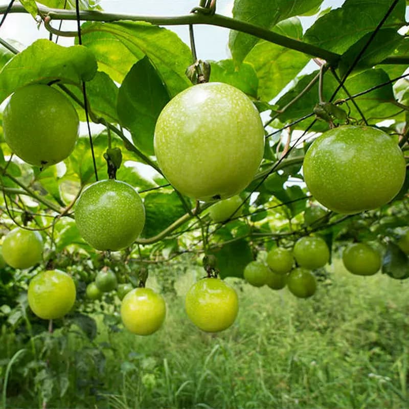 【芭芭农场兑换专享】黄金百香果10粒60g+ - 缩略图4