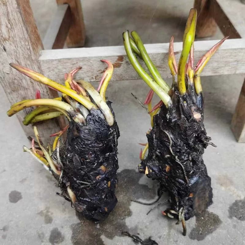 大睡莲根块睡莲花水培植物四季莲花盆栽水养荷花睡莲根茎耐寒鱼缸 - 缩略图2