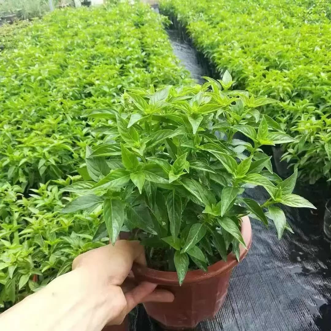 九层塔潮汕金不换苗罗勒叶食用调味香料植物三杯鸡擂茶打抛叶盆栽 - 缩略图4