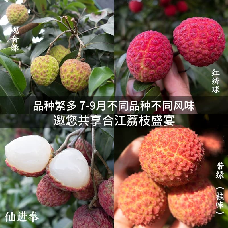 四川合江荔枝带绿新鲜桂现摘味现发观音绿妃子笑仙进罂白糖奉10斤 - 缩略图5
