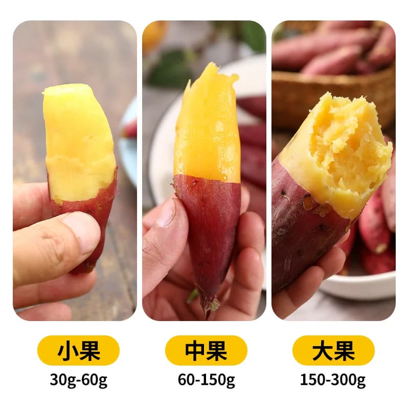 顺丰上门薯小萌天目山小香薯新鲜现挖皮薄粉糯香甜精选小果蒸煮用 - 缩略图2