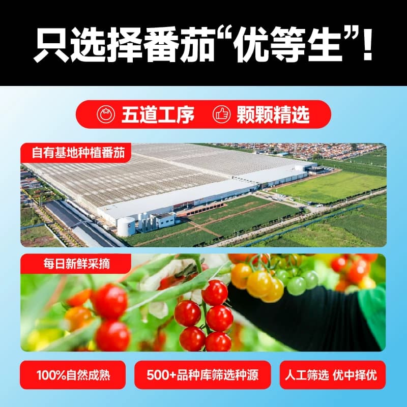 【一颗大】玲珑串收樱桃番茄酸甜孕妇水果新鲜采摘 - 缩略图3