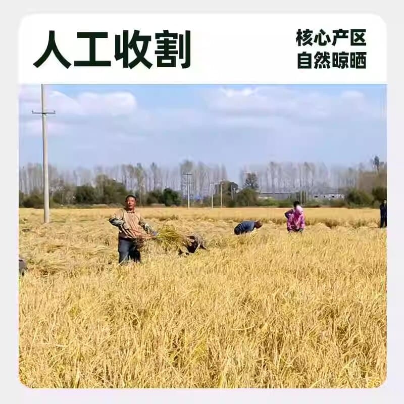 猫超臻选五常龙凤山大米500g一年一季稻花清香清甜回甘真空保鲜 - 缩略图4