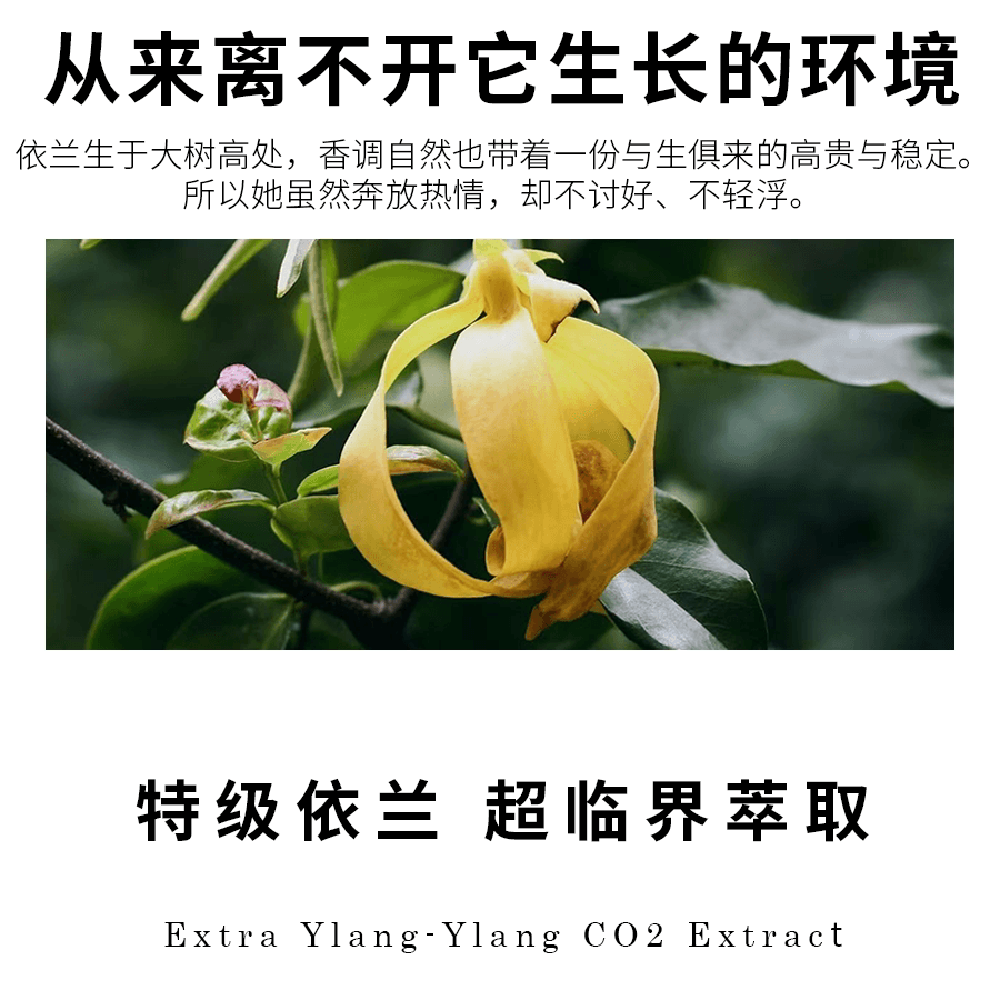 芳香滇南依兰精油依兰精油按摩全身舒缓放松高贵稳重单方精油 - 缩略图3