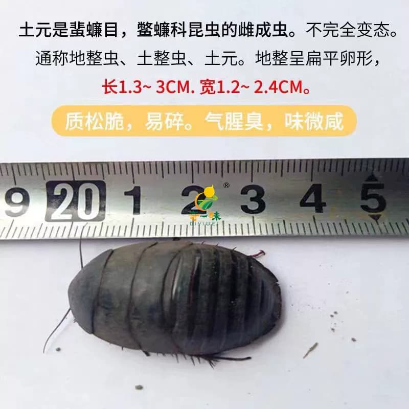 12年老店【包活到家】活土元虫地鳖虫药食两用中药材土鳖500g包邮 - 缩略图5