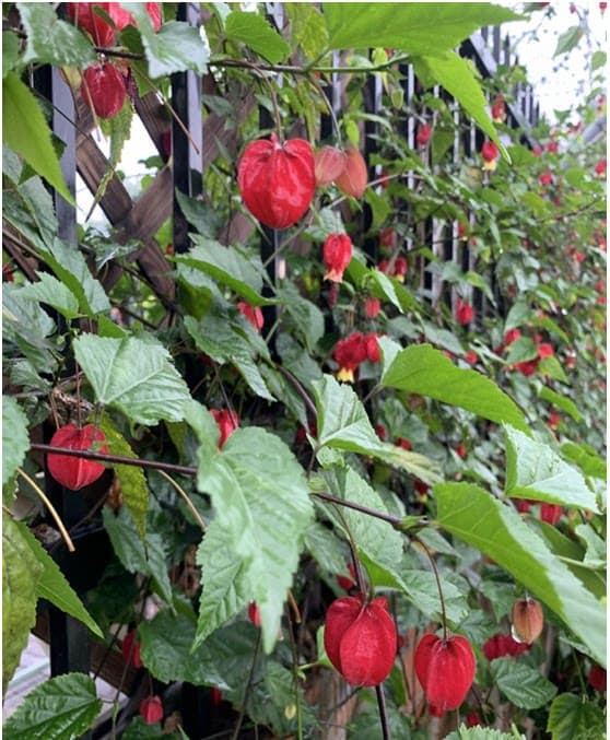 灯笼花藤本爬藤植物盆栽蔓性风铃花室内外庭院观花绿植四季好养 - 缩略图4