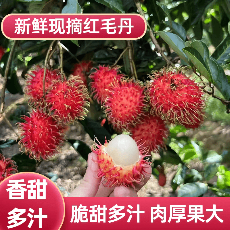 三亚保亭新鲜正宗红毛丹热带水果果送礼礼盒装孕妇5斤毛荔枝 - 缩略图3