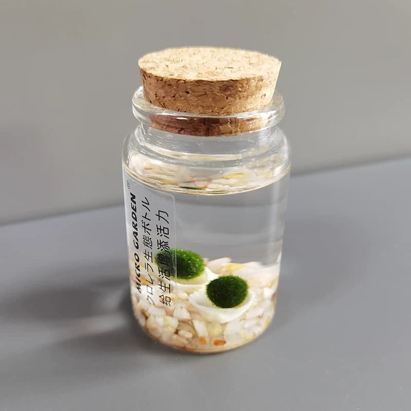 马里莫海藻球marimo生态瓶水培植物 小型迷你苔藓球微景观DIY水草 - 缩略图3