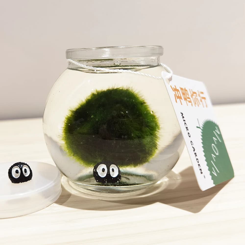 绿藻球生态瓶微观绿植桌面宠物情绪稳定植物情人节礼物趣味水草 - 缩略图3