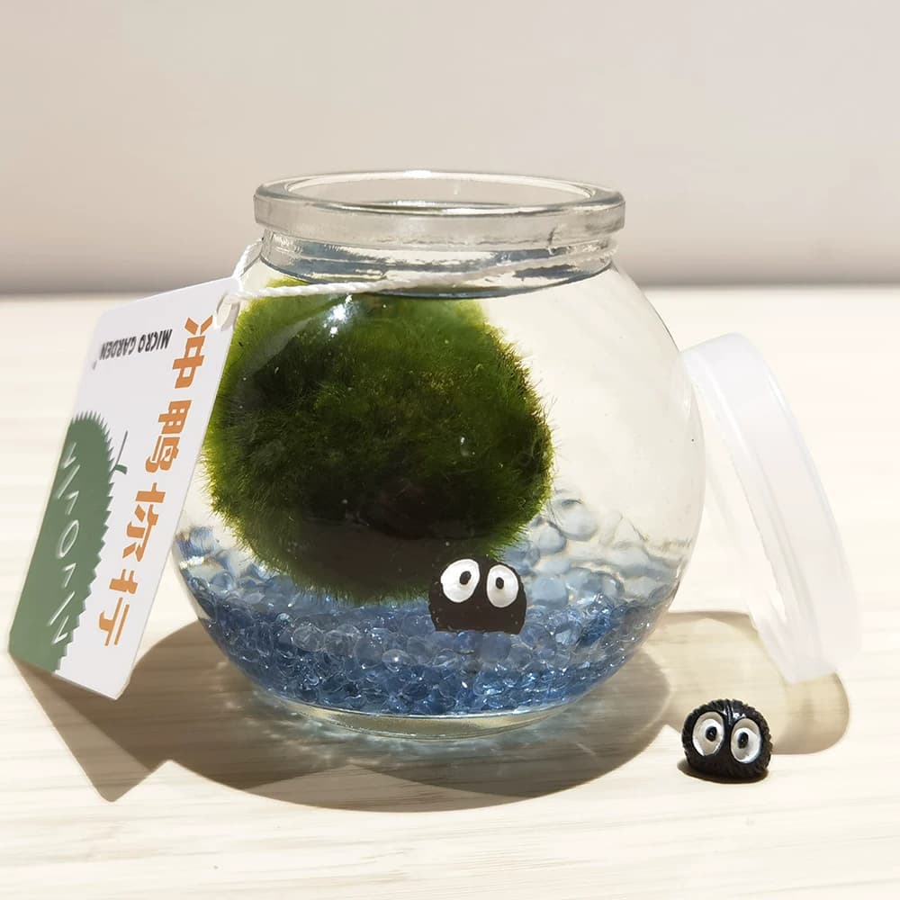 绿藻球生态瓶微观绿植桌面宠物情绪稳定植物情人节礼物趣味水草 - 缩略图5