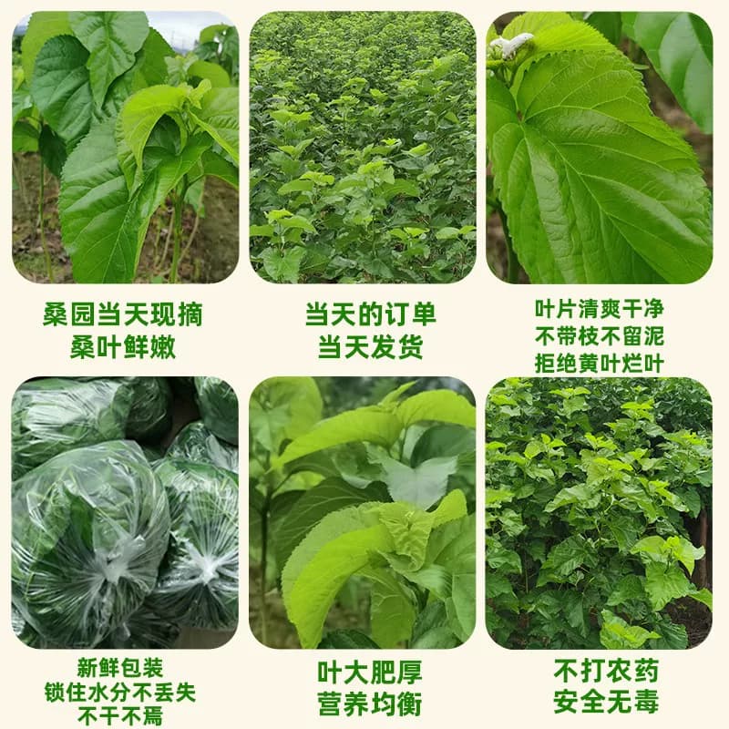农家新鲜桑食物树叶摘嫩桑叶饲料套装蚕蚕现克蚕宝宝大小桑叶 - 缩略图3