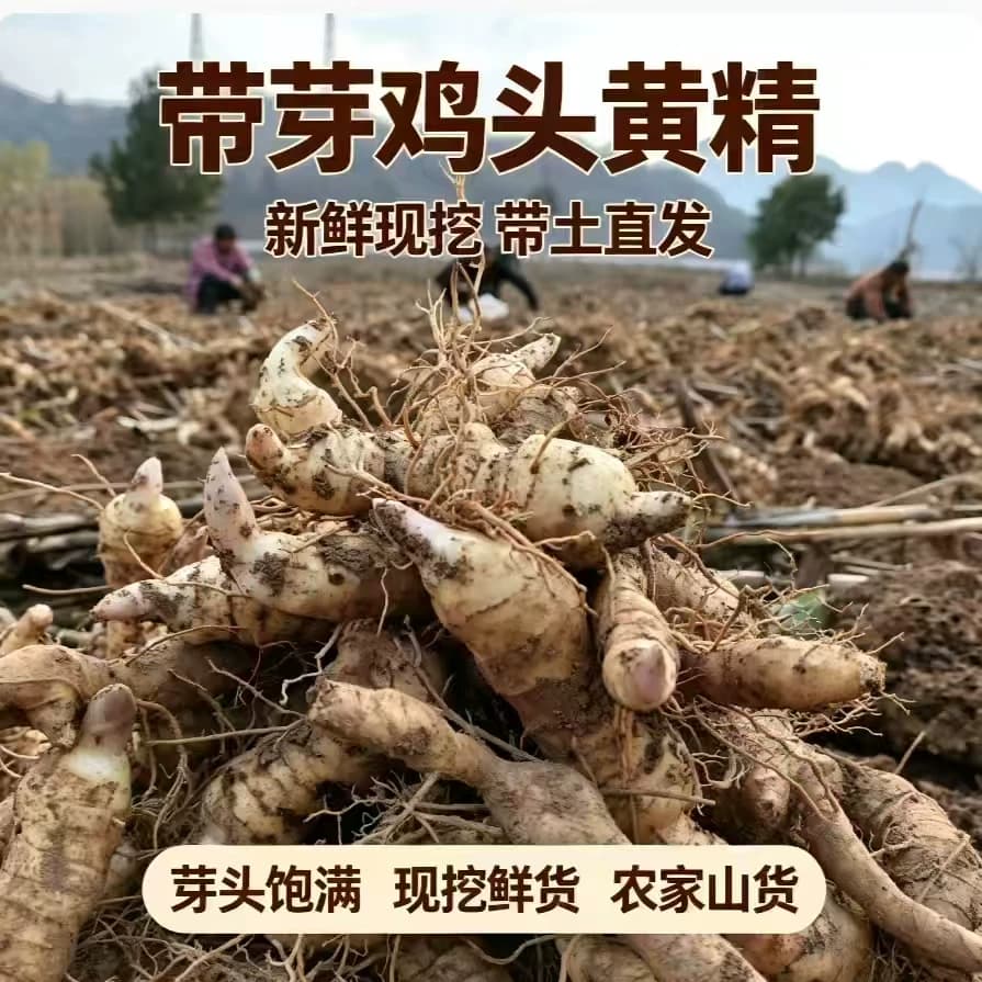 农家现挖鸡头黄精九蒸九晒黄精原料泡水煲汤泡酒药材食用黄精食材 - 缩略图2